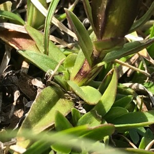 Photographie n°2374177 du taxon Gentiana verna L. [1753]