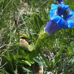 Photographie n°2374183 du taxon Gentiana acaulis L. [1753]