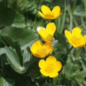 Photographie n°2374192 du taxon Caltha palustris L. [1753]