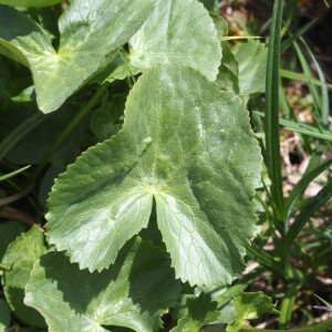 Photographie n°2374193 du taxon Caltha palustris L. [1753]