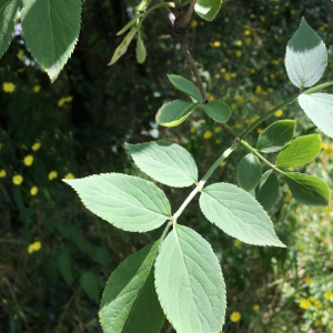 Photographie n°2374203 du taxon Sambucus nigra L. [1753]