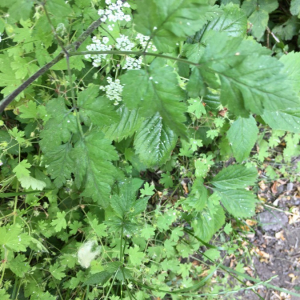 Photographie n°2374208 du taxon Chaerophyllum temulum L. [1753]