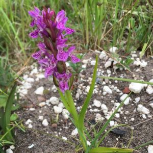 Photographie n°2374215 du taxon Dactylorhiza majalis (Rchb.) P.F.Hunt & Summerh. [1965]