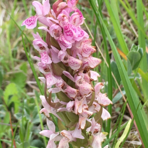 Photographie n°2374217 du taxon Dactylorhiza incarnata (L.) Soó [1962]