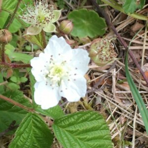 Photographie n°2374223 du taxon Rubus caesius L. [1753]