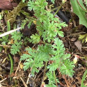 Photographie n°2374225 du taxon Erodium cicutarium (L.) L'Hér. [1789]