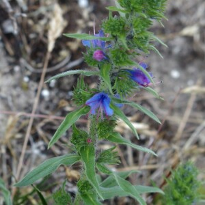 Photographie n°2374226 du taxon Echium vulgare L. [1753]