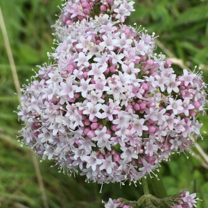 Photographie n°2374235 du taxon Valeriana officinalis L. [1753]