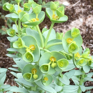 Photographie n°2374259 du taxon Euphorbia paralias L. [1753]