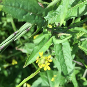 Photographie n°2374275 du taxon Sisymbrium officinale (L.) Scop. [1772]