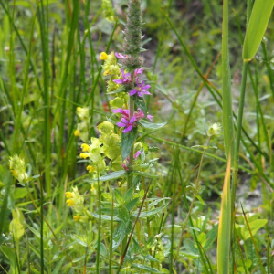 Photographie n°2374309 du taxon Lythrum salicaria L. [1753]