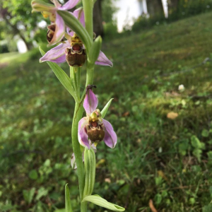 Photographie n°2374318 du taxon Ophrys apifera Huds. [1762]