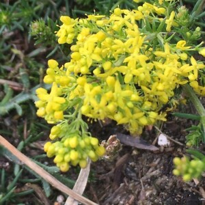 Photographie n°2374319 du taxon Galium verum L. [1753]