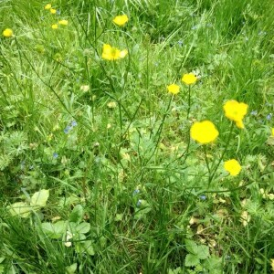 Photographie n°2374356 du taxon Ranunculus acris L. [1753]