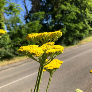 Photographie n°2374367 du taxon Achillea filipendulina Lam. [1783]
