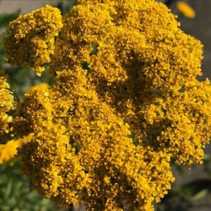 Photographie n°2374368 du taxon Achillea filipendulina Lam. [1783]