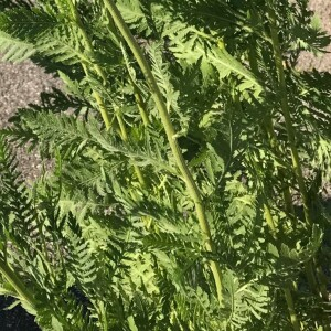 Photographie n°2374369 du taxon Achillea filipendulina Lam. [1783]