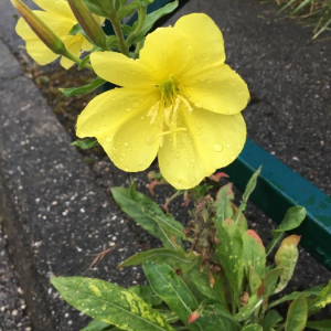 Photographie n°2374370 du taxon Oenothera biennis L. [1753]