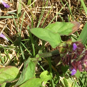 Photographie n°2374470 du taxon Prunella vulgaris L. [1753]