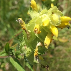 Photographie n°2374474 du taxon Rhinanthus alectorolophus (Scop.) Pollich [1777]