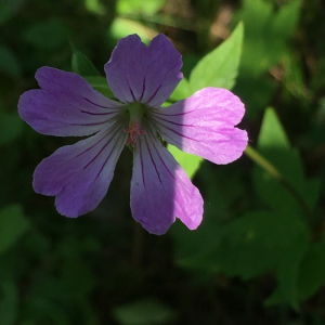 Photographie n°2374485 du taxon Geranium nodosum L. [1753]