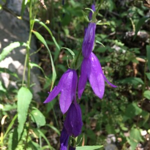 Photographie n°2374488 du taxon Campanula rhomboidalis L. [1753]