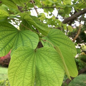 Photographie n°2374504 du taxon Bauhinia variegata L. [1753]