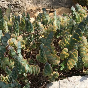  - Cotyledon orbiculata L. [1753]