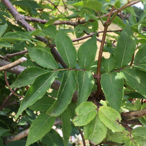 Photographie n°2374511 du taxon Sambucus nigra L. [1753]