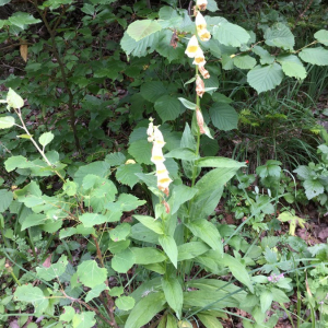 Photographie n°2374516 du taxon Digitalis lutea L. [1753]