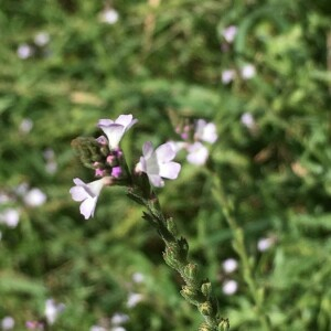 Photographie n°2374523 du taxon Verbena officinalis L. [1753]