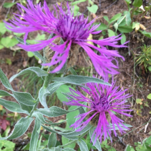 Photographie n°2374532 du taxon Centaurea uniflora Turra [1765]