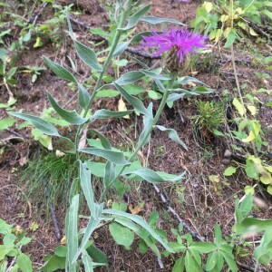 Photographie n°2374535 du taxon Centaurea uniflora Turra [1765]