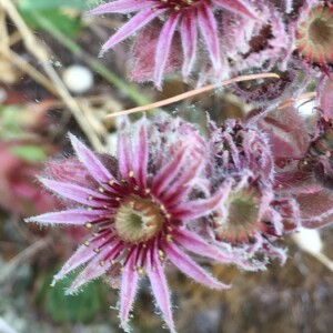 Photographie n°2374539 du taxon Sempervivum tectorum L. [1753]