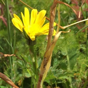 Photographie n°2374548 du taxon Tragopogon pratensis L. [1753]