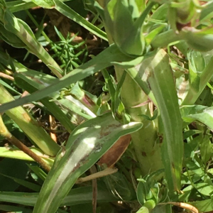 Photographie n°2374549 du taxon Tragopogon pratensis L. [1753]