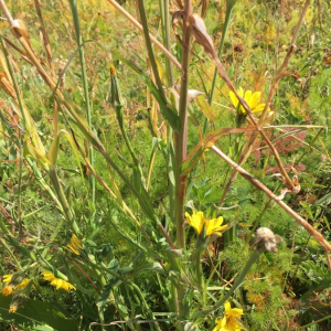 Photographie n°2374550 du taxon Tragopogon pratensis L. [1753]