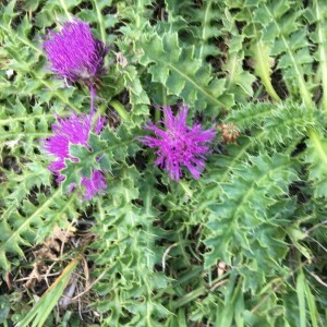 Photographie n°2374557 du taxon Cirsium acaulon (L.) Scop. [1769]