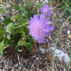 Photographie n°2374565 du taxon Knautia arvensis (L.) Coult. [1828]