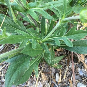 Photographie n°2374567 du taxon Knautia arvensis (L.) Coult. [1828]