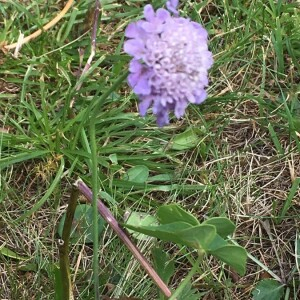 Photographie n°2374577 du taxon Scabiosa lucida Vill. [1779]