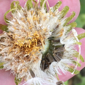 Photographie n°2374607 du taxon Doronicum grandiflorum Lam. [1786]