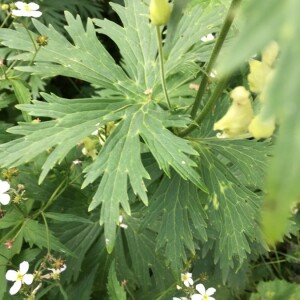 Photographie n°2374634 du taxon Aconitum lycoctonum L. [1753]