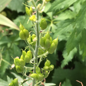 Photographie n°2374637 du taxon Aconitum lycoctonum L. [1753]