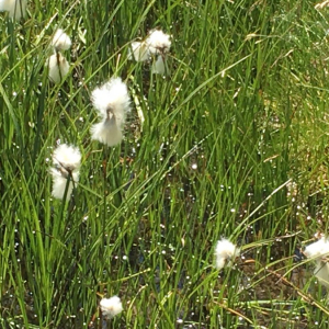 Photographie n°2374650 du taxon Eriophorum angustifolium Honck. [1782]