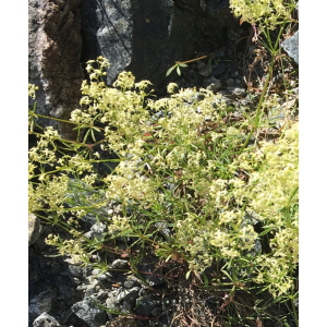 Galium corsicum subsp. brachypodum (Jord.) Arcang. (Gaillet jaunâtre)
