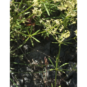 Galium rubrum subsp. obliquum var. brachypodum (Jord.) Rouy (Gaillet jaunâtre)