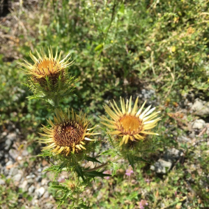 Photographie n°2374676 du taxon Carlina vulgaris L. [1753]