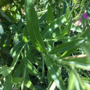 Photographie n°2374694 du taxon Epilobium hirsutum L. [1753]