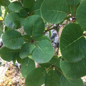 Photographie n°2374718 du taxon Cotinus coggygria Scop. [1771]